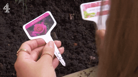 Flowers Shock GIF by Hollyoaks