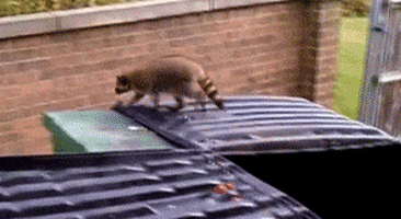 raccoon fail GIF