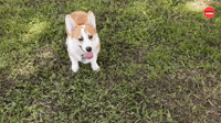 It's Corgi Time