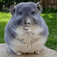 Hamster Enrique GIF