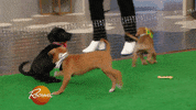 excited dogs GIF by Rachael Ray Show