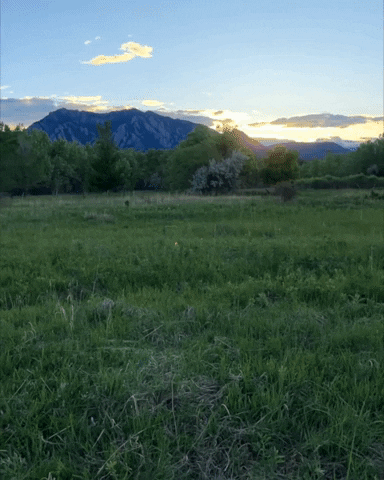 traumerdur giphygifmaker GIF