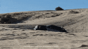 Jumping Las Vegas GIF by Torque Trucks