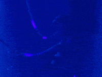 Van Buren Phoenix GIF