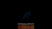 Cat GIF