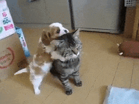 puppy loves GIF
