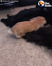 dog bunny GIF by The Dodo
