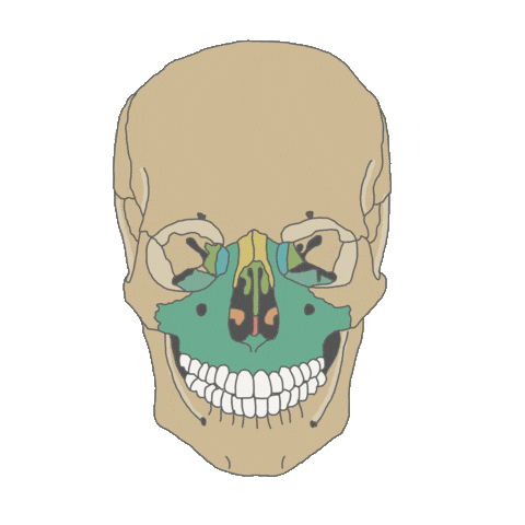 Maxilofacial Sticker