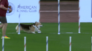 Excited Espn GIF by American Kennel Club