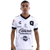 Liga Mx Gallos Sticker by Club Querétaro