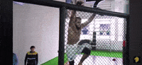 Brown Bear GIF