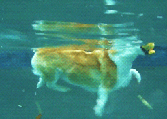 corgi swimming GIF