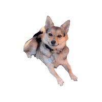 Nikethecorgiranian Sticker by robinblackburnmarketing
