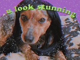 Dog You Look Stunning GIF by GIPHY Studios 2021