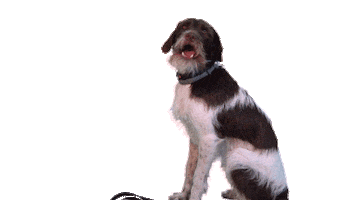 OrqaFPV fun dog jura orqa Sticker