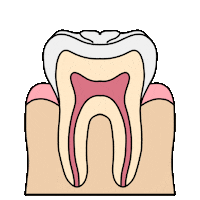 Teeth Rosa Sticker