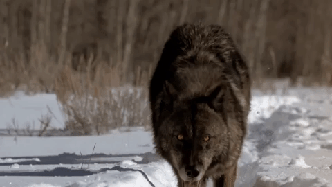 symphony for our world GIF by Nat Geo Wild 