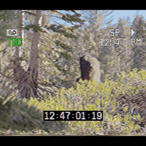 Found Footage Vhs GIF by 105ive Films