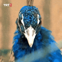 Look Omg GIF by TRT