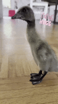 Duck Hugs GIF