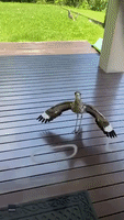 Protective Bird Prevents Aussie Man From Leaving His House