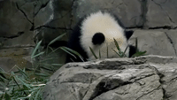 Giant Panda Cub Greets Her Fans at Smithsonian National Zoo