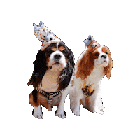 Cavalierkingcharlesspaniel Sticker