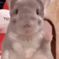 Chinchilla Sue GIF