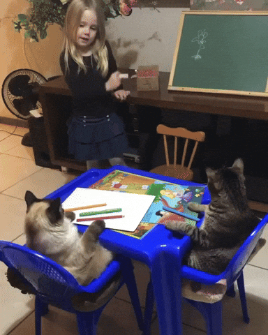 cuteanimalland giphyupload GIF