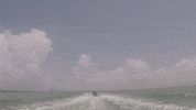 jungle tour sea GIF by Dolphin Discovery