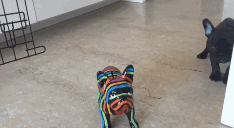 french bulldog GIF