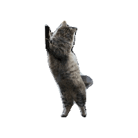 Cat Sticker by agenceiko