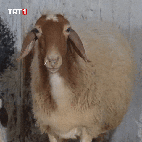 Eyes What GIF by TRT