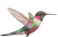 Bear Flamingo Sticker by Binske