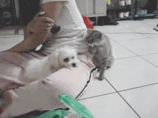 Video gif. Small white dog sits on the lap of a girl, laying its head down on her leg. A gray cat sits next to the girl and pats gently at the dog a few times saying, “Hey…hey…” as the dog ignores it saying, “...go away…” The cat continues to pat the dog until the dog looks at it saying, “What do you want?” The cat pauses and slaps the dog hard saying, “Uhm…Tag you’re it!” The dog chases the cat in anger.