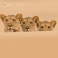 Pbs Nature Eyes GIF by Nature on PBS