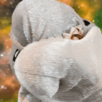 adolfeen delfin roxtar adolfeen GIF