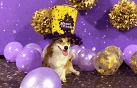 New Year Dog GIF by Planet Fitness