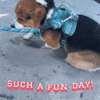 Corgi Milo GIF