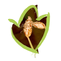 Endangered Species Australia Sticker by NSW Department of Planning, Industry and Environment