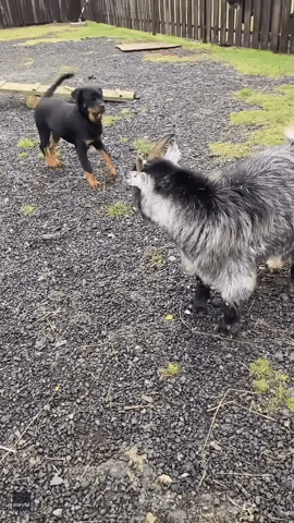 Goat Tries to Head-Butt Puppy