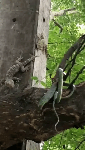 Predatory Lizards Force Snake Off Their Tree Branch