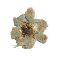 Osn Dried Flowers Sticker by Our Second Nature