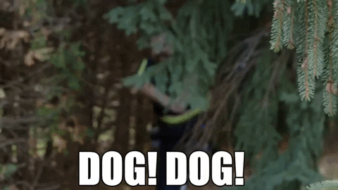 StittsvilleOnPatrol giphygifmaker dog run scream GIF