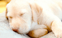 lazy dog sleeping GIF