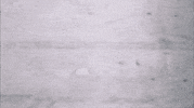 Talking Heads GIF by Coolidge Corner Theatre