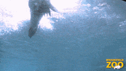 Watch Me Swimming GIF by Brookfield Zoo