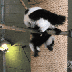 Lemur Dropping In GIF by Valley Zoo Development Society