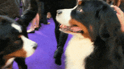 Dog Show GIF by Westminster Kennel Club