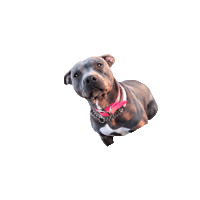 TheLovePitRescue tlp fosteringsaveslives fostersneeded dallasrescue Sticker